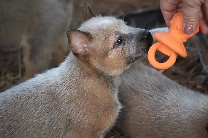 Mini Blue Heeler Puppy Sniffing a Binky