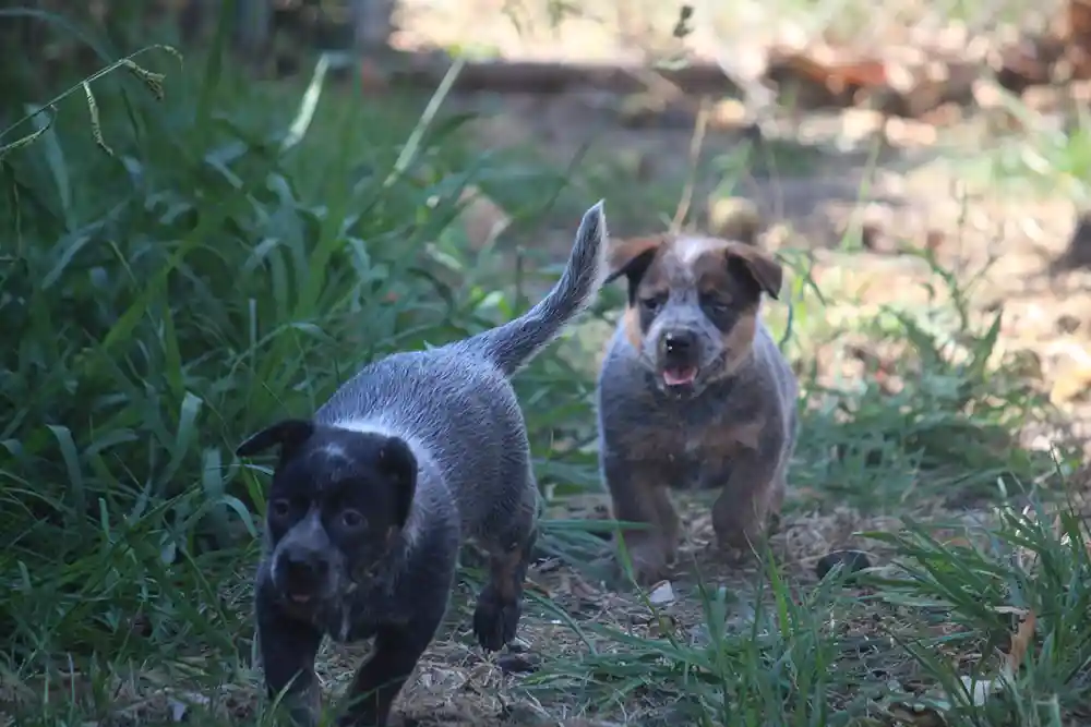 Puppies from a Blue Heeler breeder running through grass