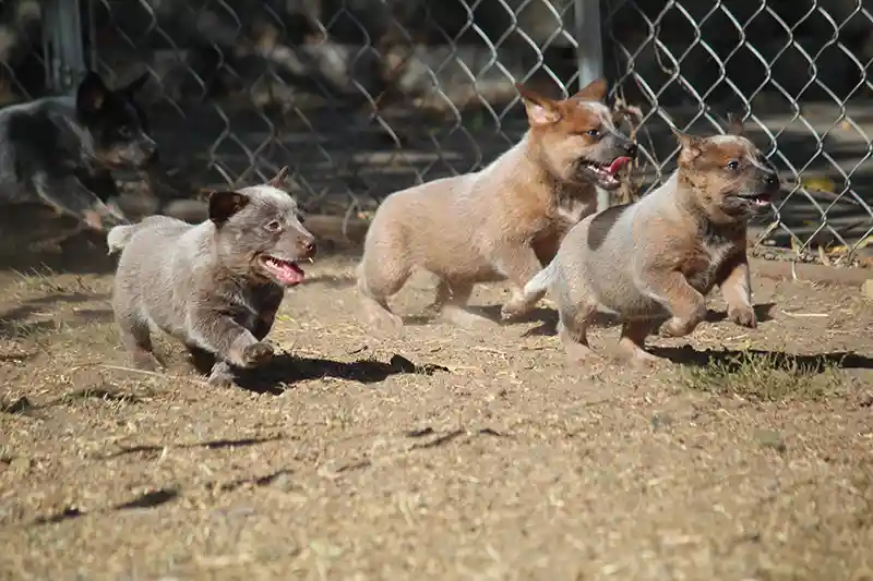 Mini red heeler puppies best sale for sale