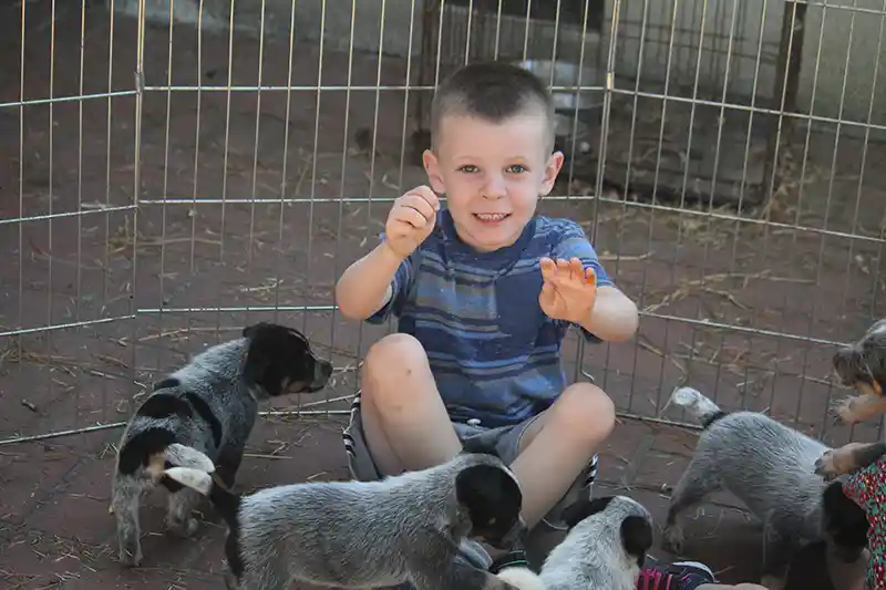 Small boy with Queensland heeler puppies
