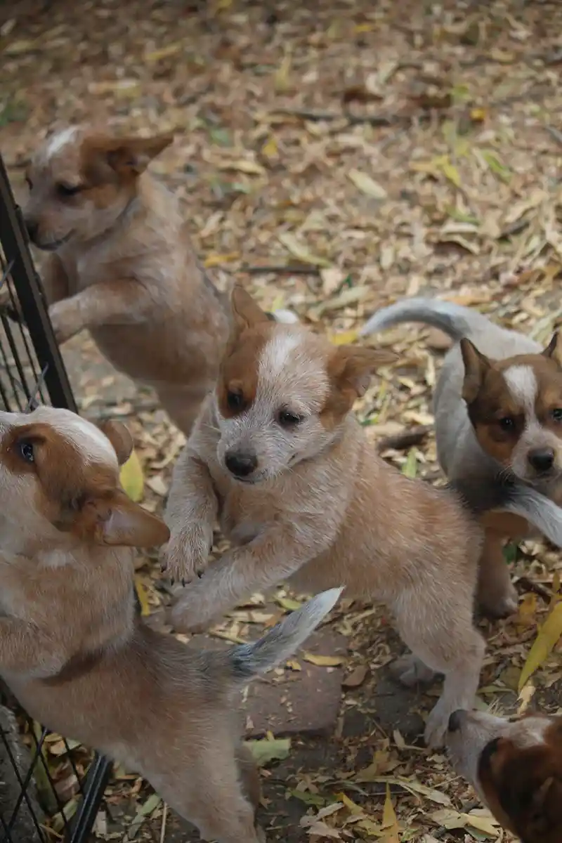 Mini queensland 2024 heeler puppies