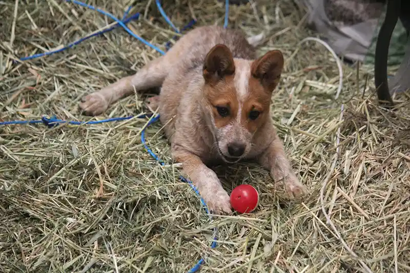 A small boy playing with several Mini Blue Heeler puppies 