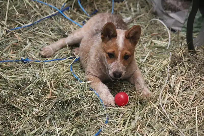 Australian Cattle Dog playing with a red ball