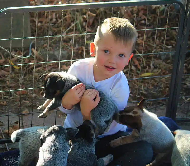 A small boy holding a Blue Heeler puppy