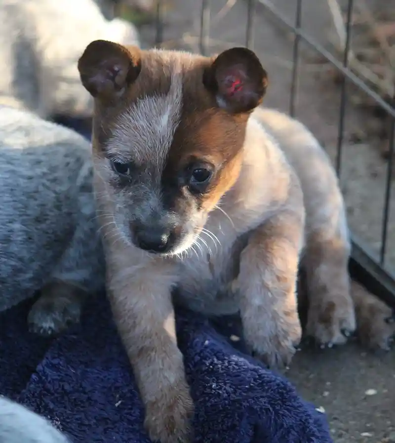 Adorable Australian Cattle Dog posing for a picture