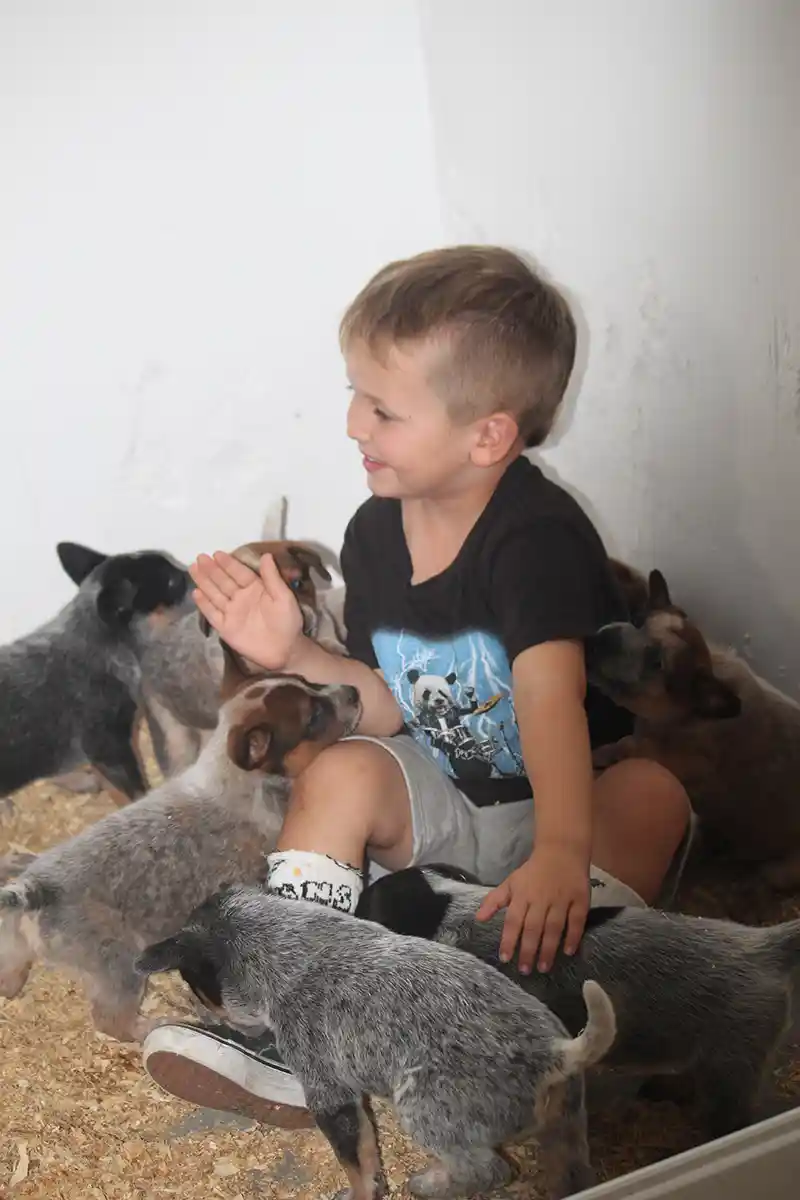 A small boy playing with several Mini Blue Heeler puppies 