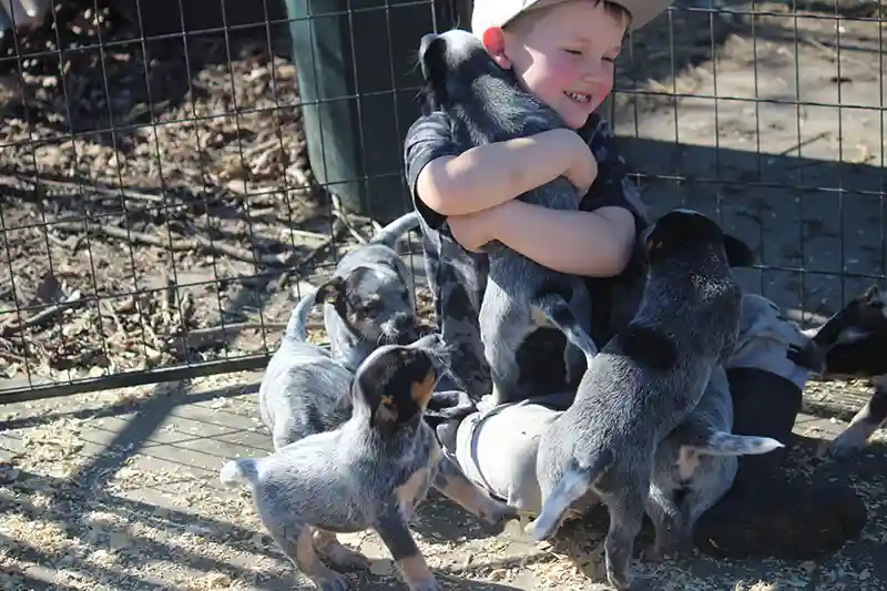 Boy with Queensland heeler puppies