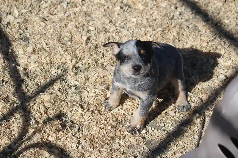 Blue mini heeler puppy posing for a photo