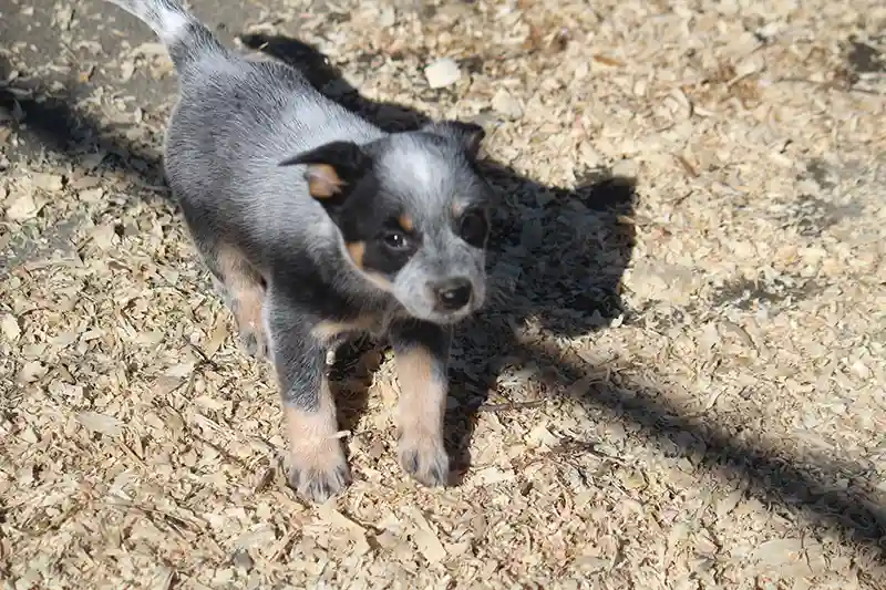 Adorable Australian Cattle Dog posing for a picture