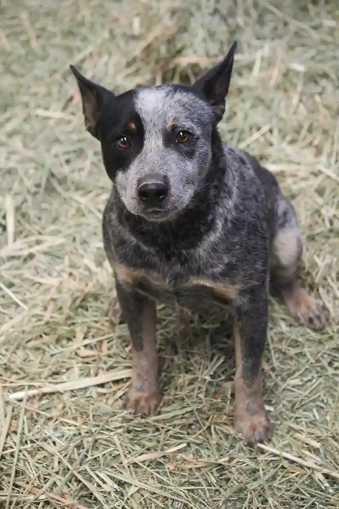 Australian Cattle Dog playing with a red ball