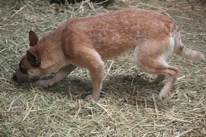 Australian Cattle Dog playing with a red ball