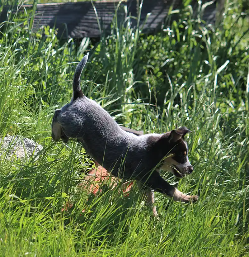 A Blue Heeler frolicking in tall grass