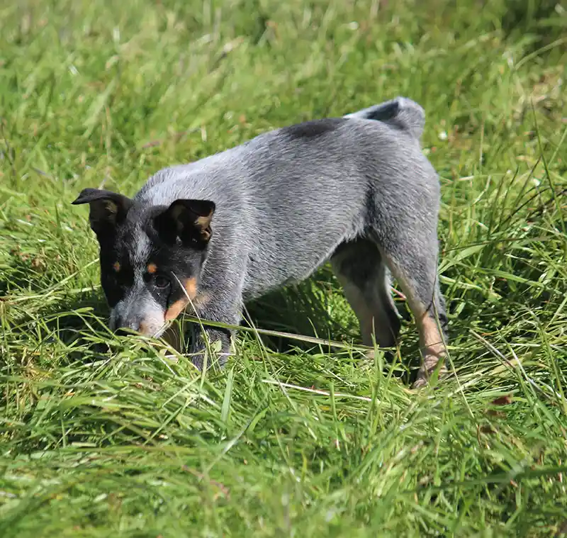Adorable Blue Mini Heeler playing in grass