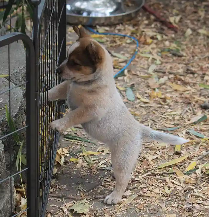 Australian Cattle Dog playing with a red ball