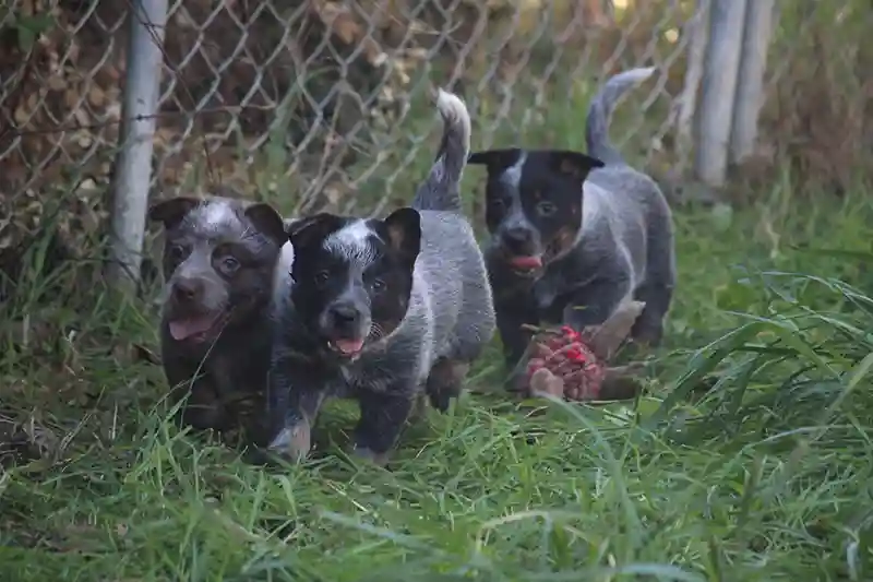 Australian Cattle Dogs frolicking in the grass