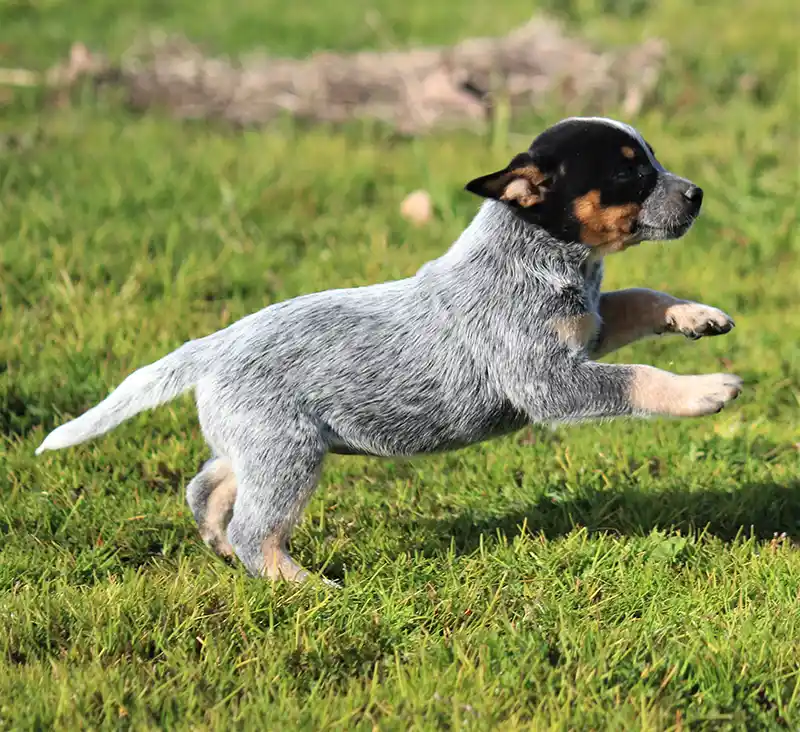 Australian Cattle Dogs frolicking in the grass