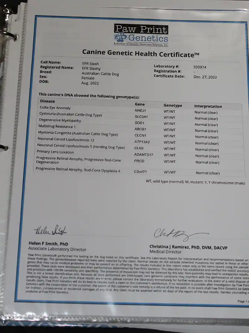 Slash Health Certificate