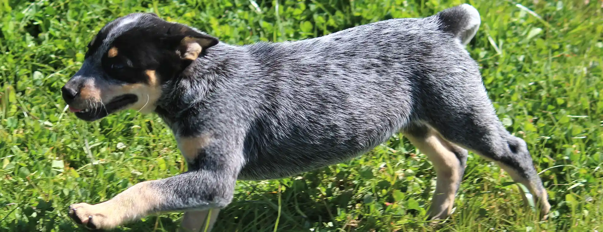 australian-cattle-dog-w-kwiatach