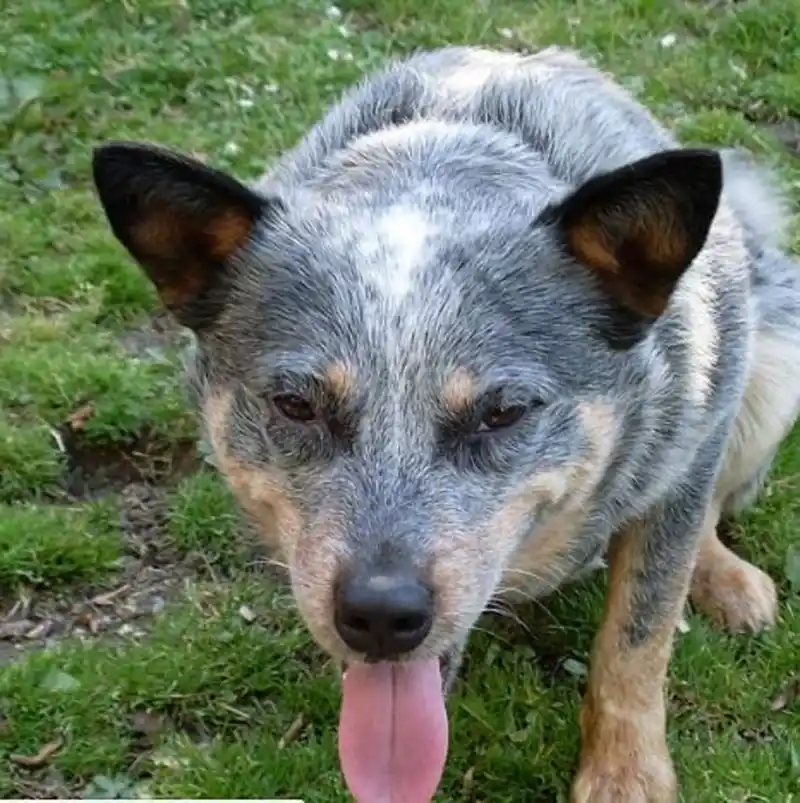 Queensland Heeler striking a pose for the camera