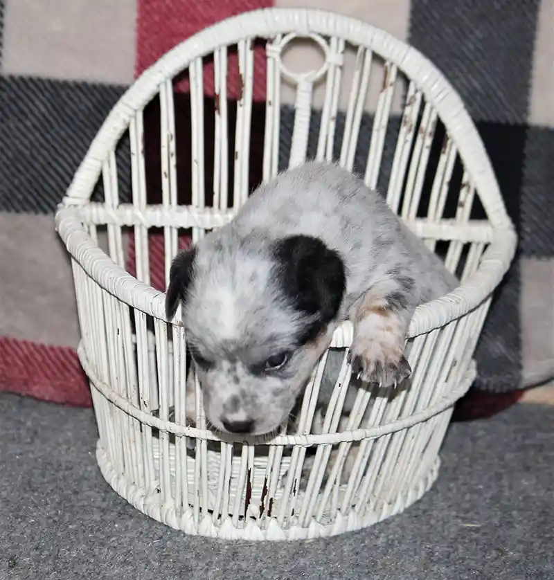 Queensland heeler puppy in a basket
