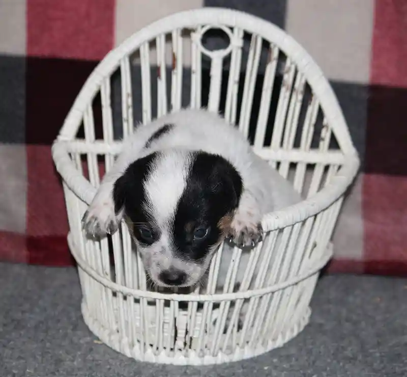 Best food for a best sale blue heeler