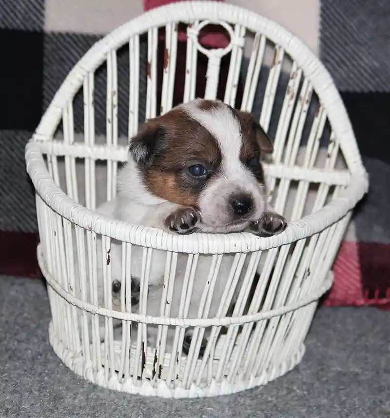 Australian Cattle Dog puppy in a basket
